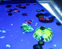 centroesnia-gelatinaenazul